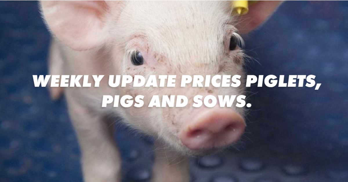 Weekly update prices Piglets, Pigs and Sows. VAEX The Livestock Traders